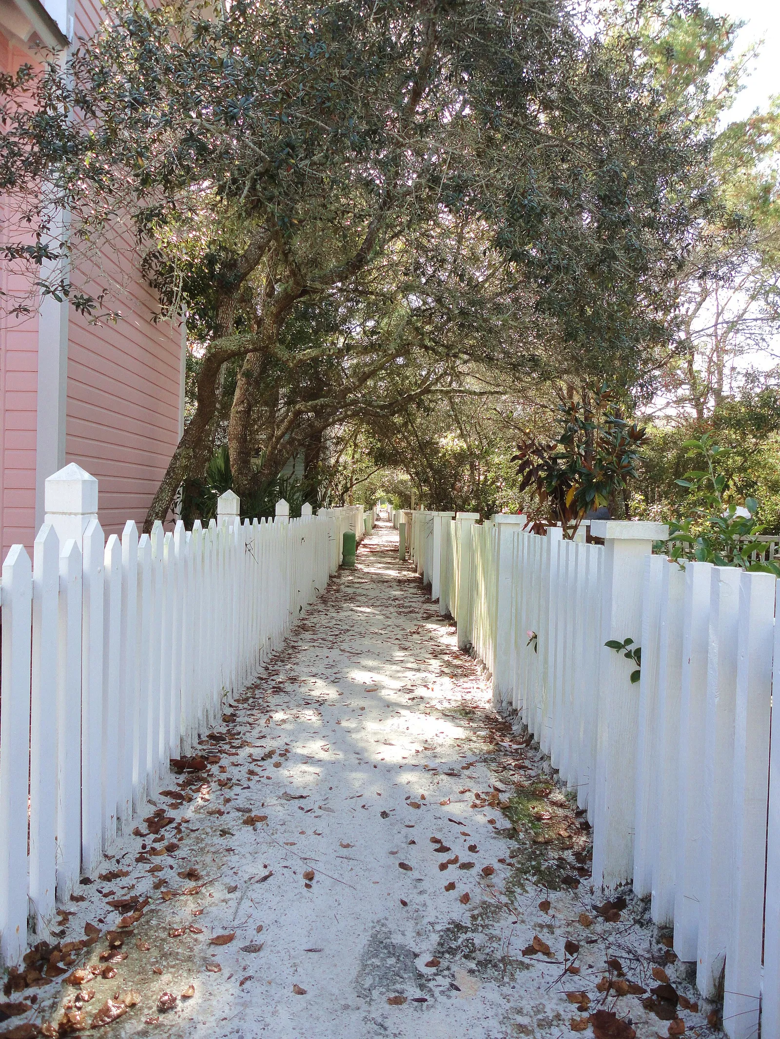 Narrow sand footpath between white picket fences under a canopy of oak trees in Seaside
