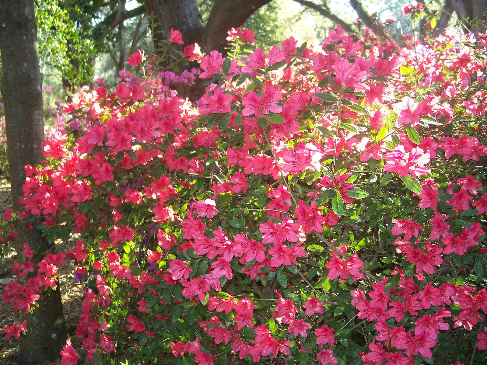Bright pink azalea blossoms covering a large shrub at Eden Gardens State Park