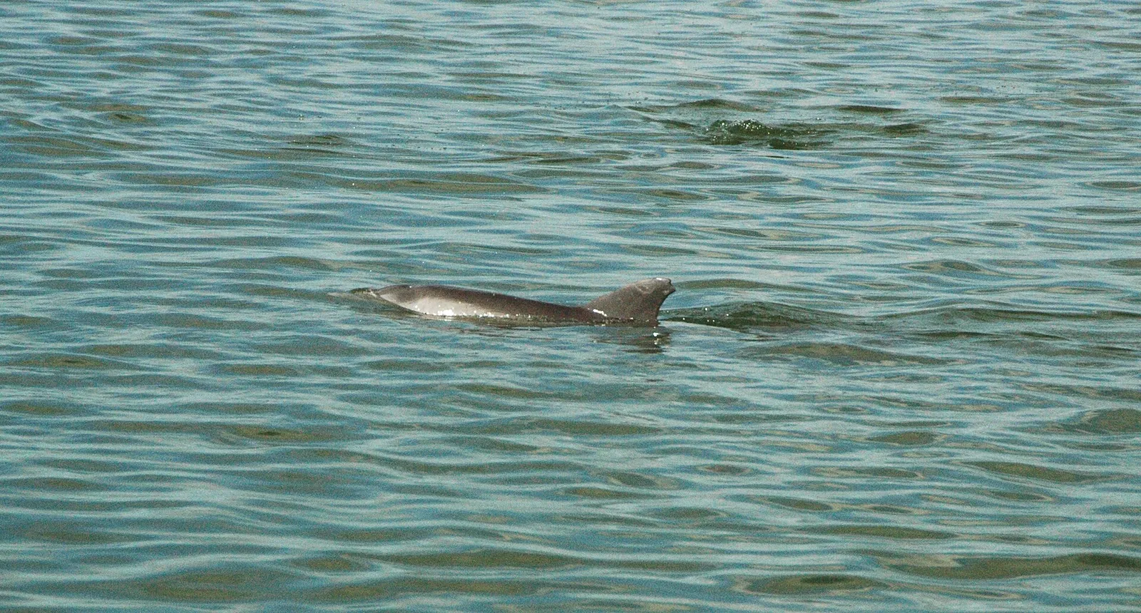 Dorsal fin and back of a wild bottlenose dolphin breaking the surface of calm green water