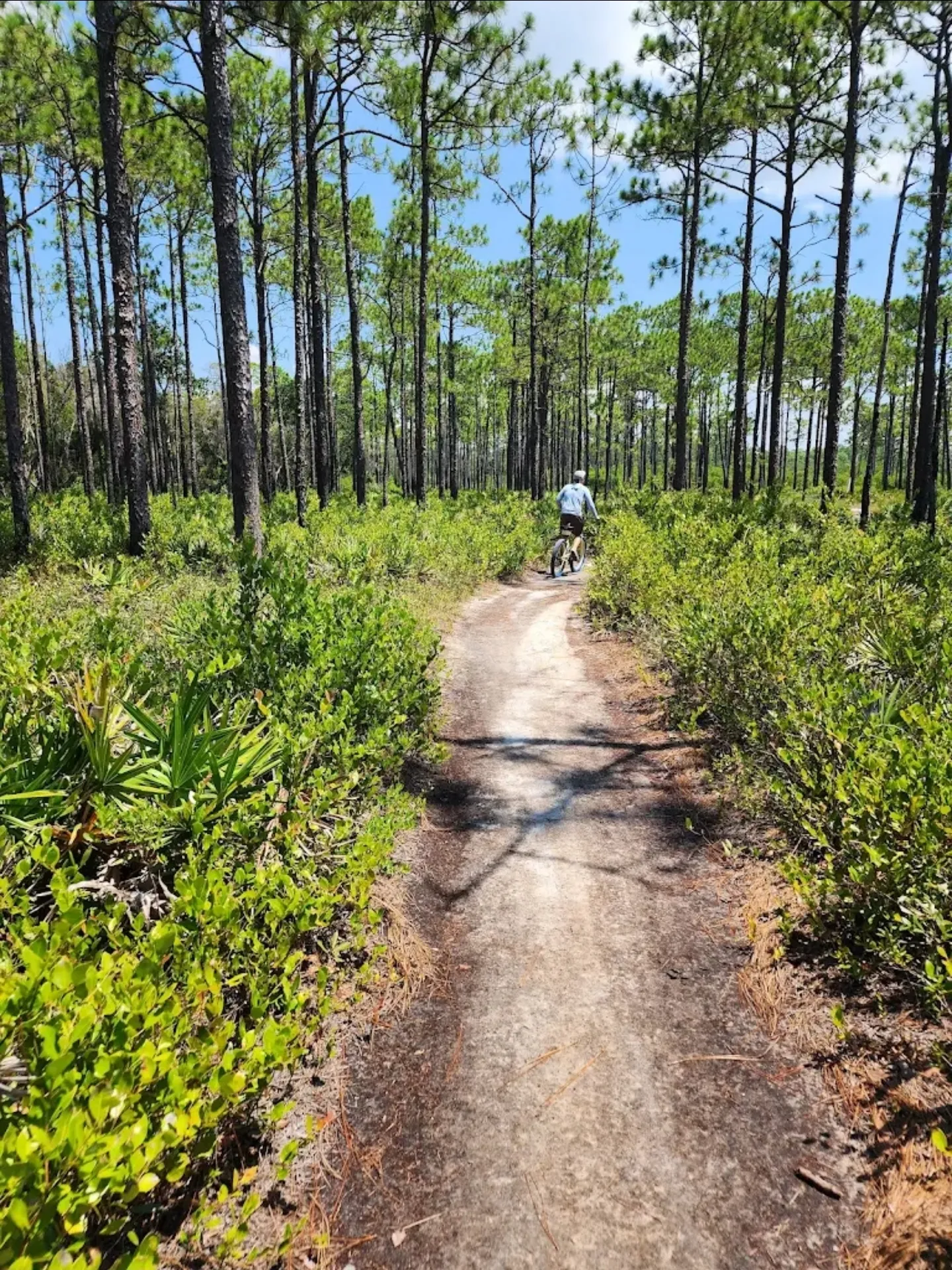 Narrow sandy dirt trail winding through tall pines and green palmettos under a blue sky in South Walton